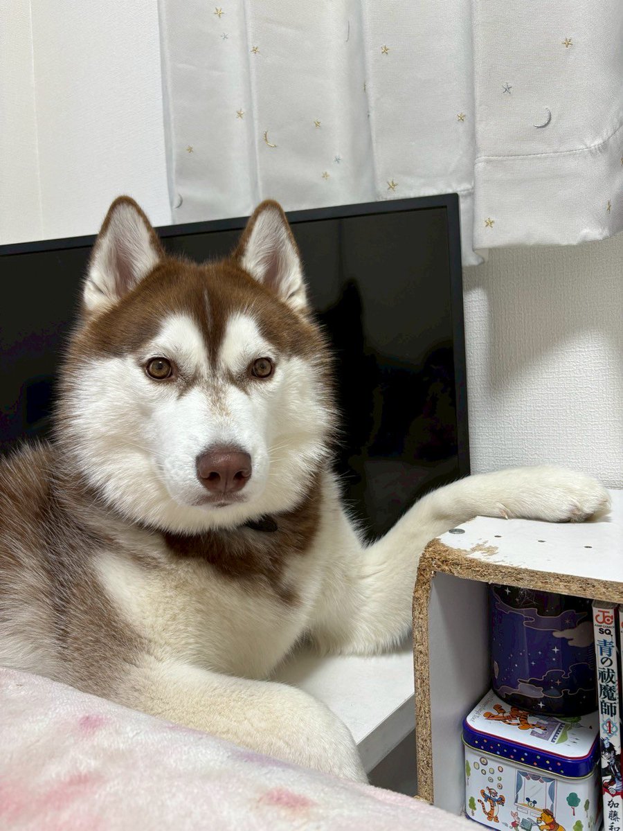 本棚の角が危なかったから
かじっといたよ