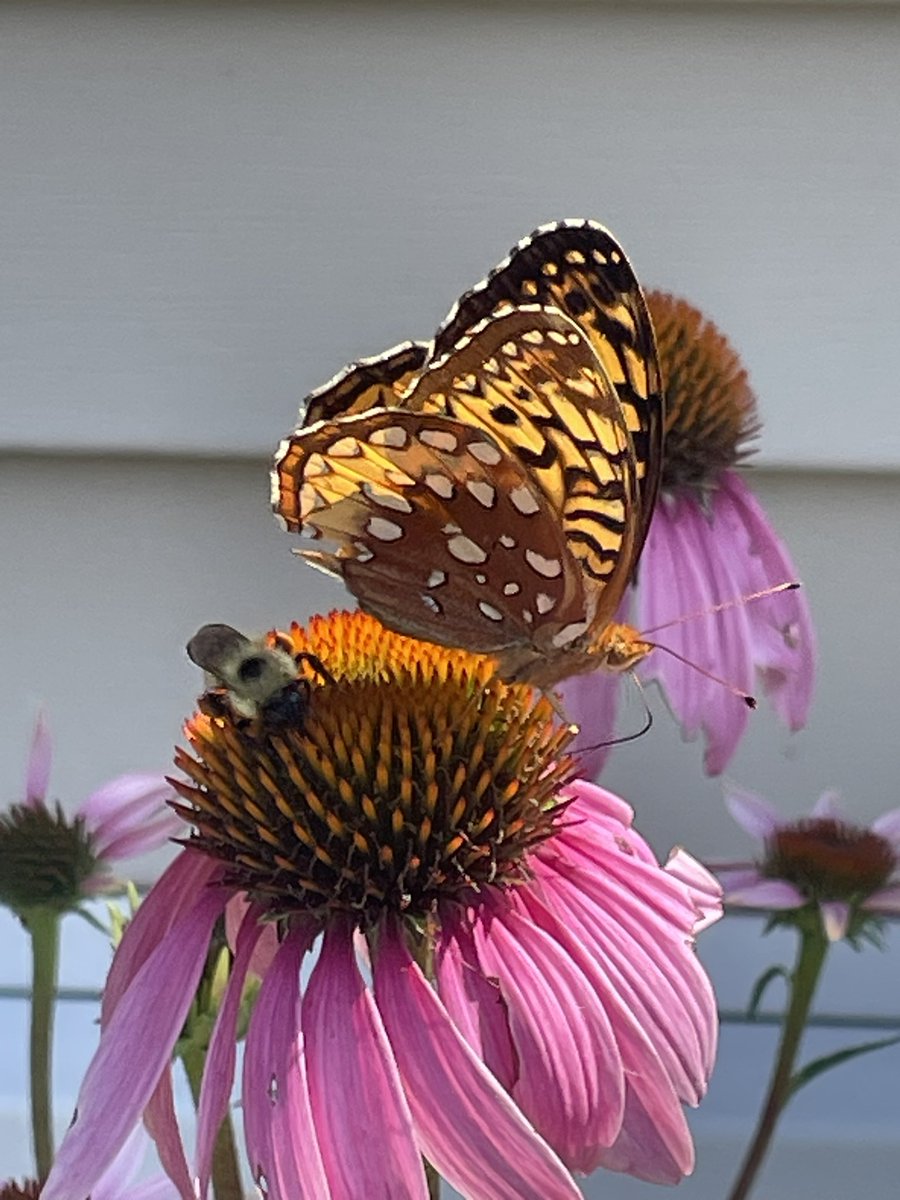 sheroyable's tweet image. Of Bees and Butterflies. My gardens are all a buzz!