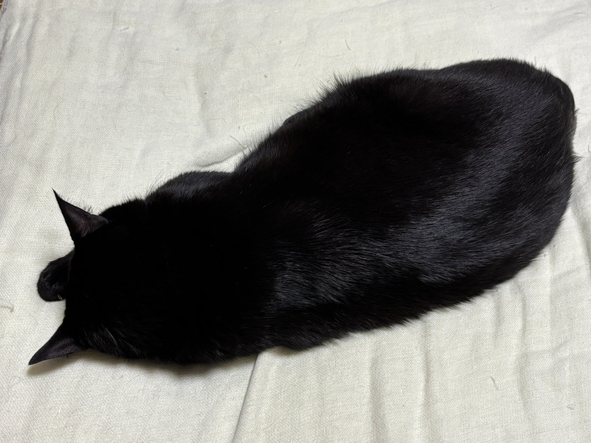 くろねこ 黒猫つくねちゃん太しっぽ on X: 