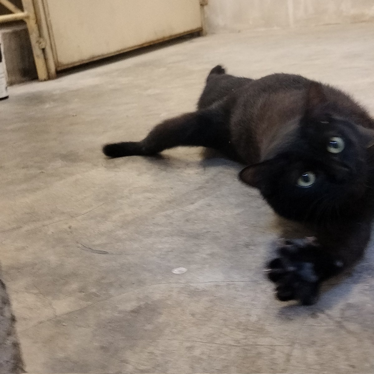 Meet Molly💝 Molly ni one of the cat i TNR. Setiap hari i bagi dia makan. 

Molly takde kawan. Dia manja sangat but i can see she's very lonely. Kalau i takde mmg dia takde food so finding her a permanent home is the best option

Would you like a friend?
📍KL/Sel
#AdoptDontShop