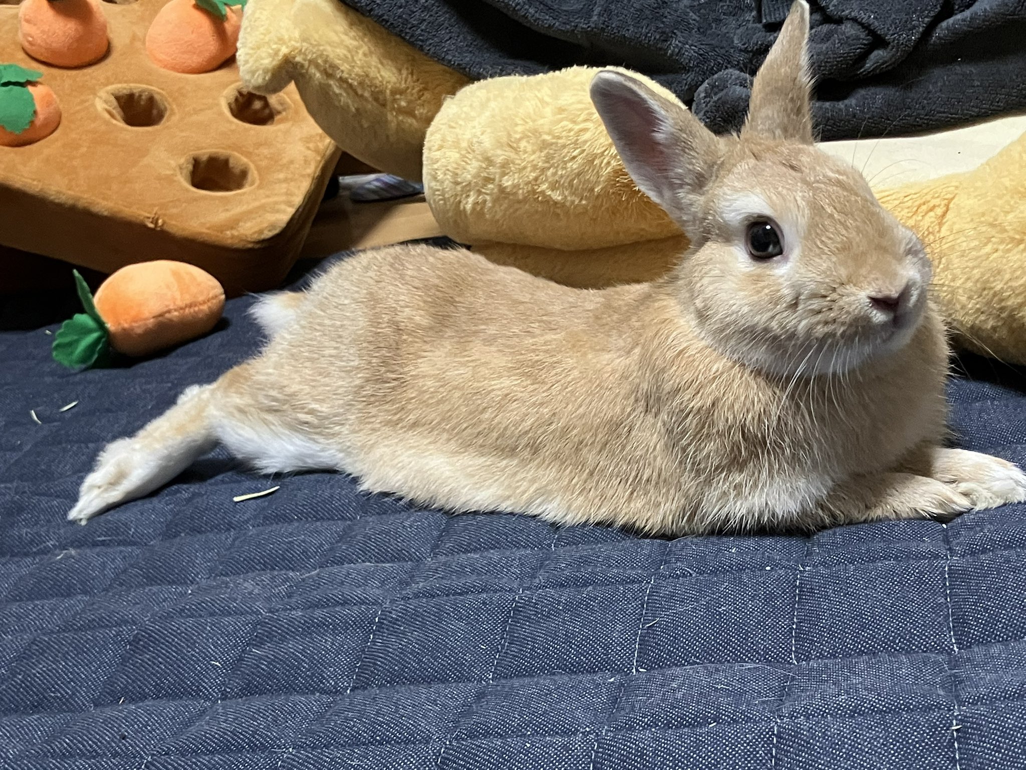はるうさ★フォロー割引 🥕🐇しおわた🐇🥕 on X: 