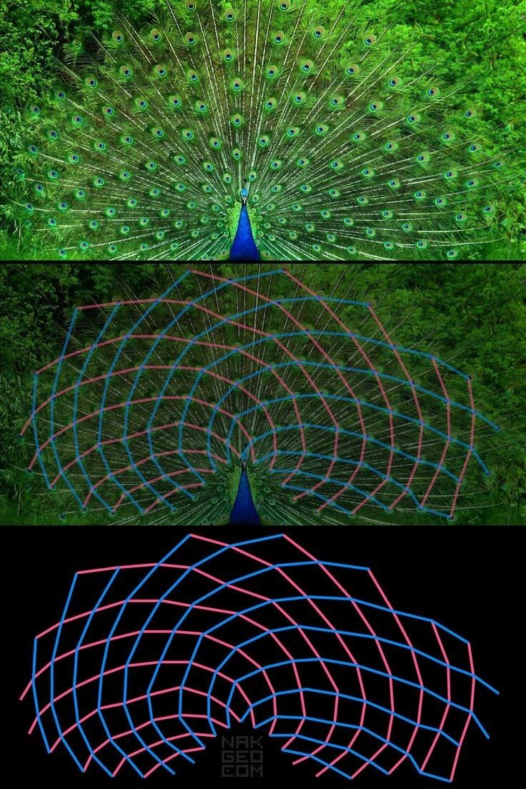 The beauty and logic of nature.