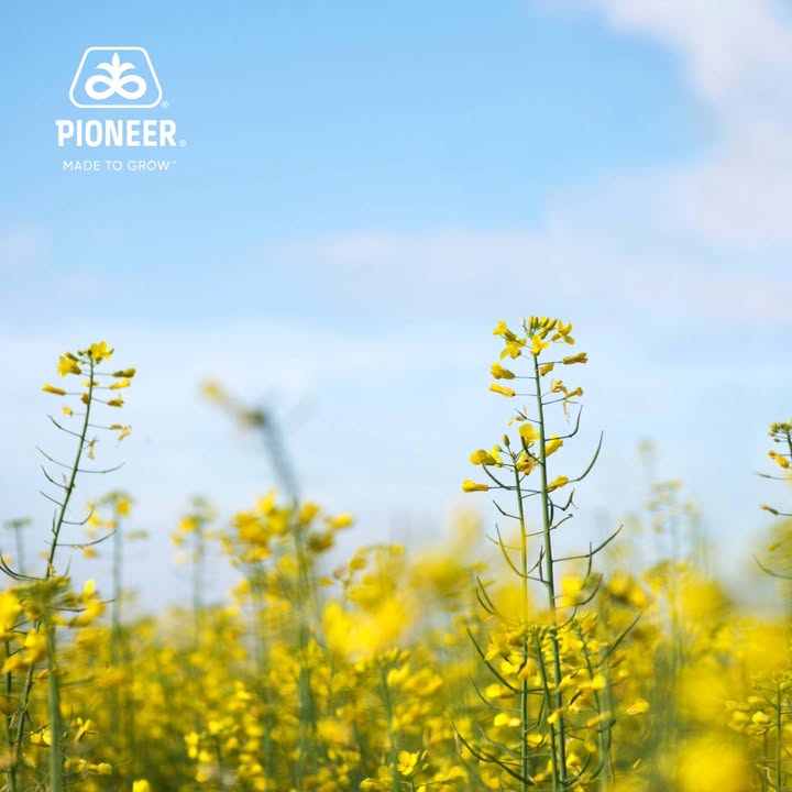 Looking to maximise your oilseed rape performance this season? Discover the Pioneer hybrid range, PT303, PT312, PT315 and PT322, each designed to deliver top-tier yields, robust disease resistance, and agronomic excellence.

🔹 PT303 - The UK’s first hybrid with built-in