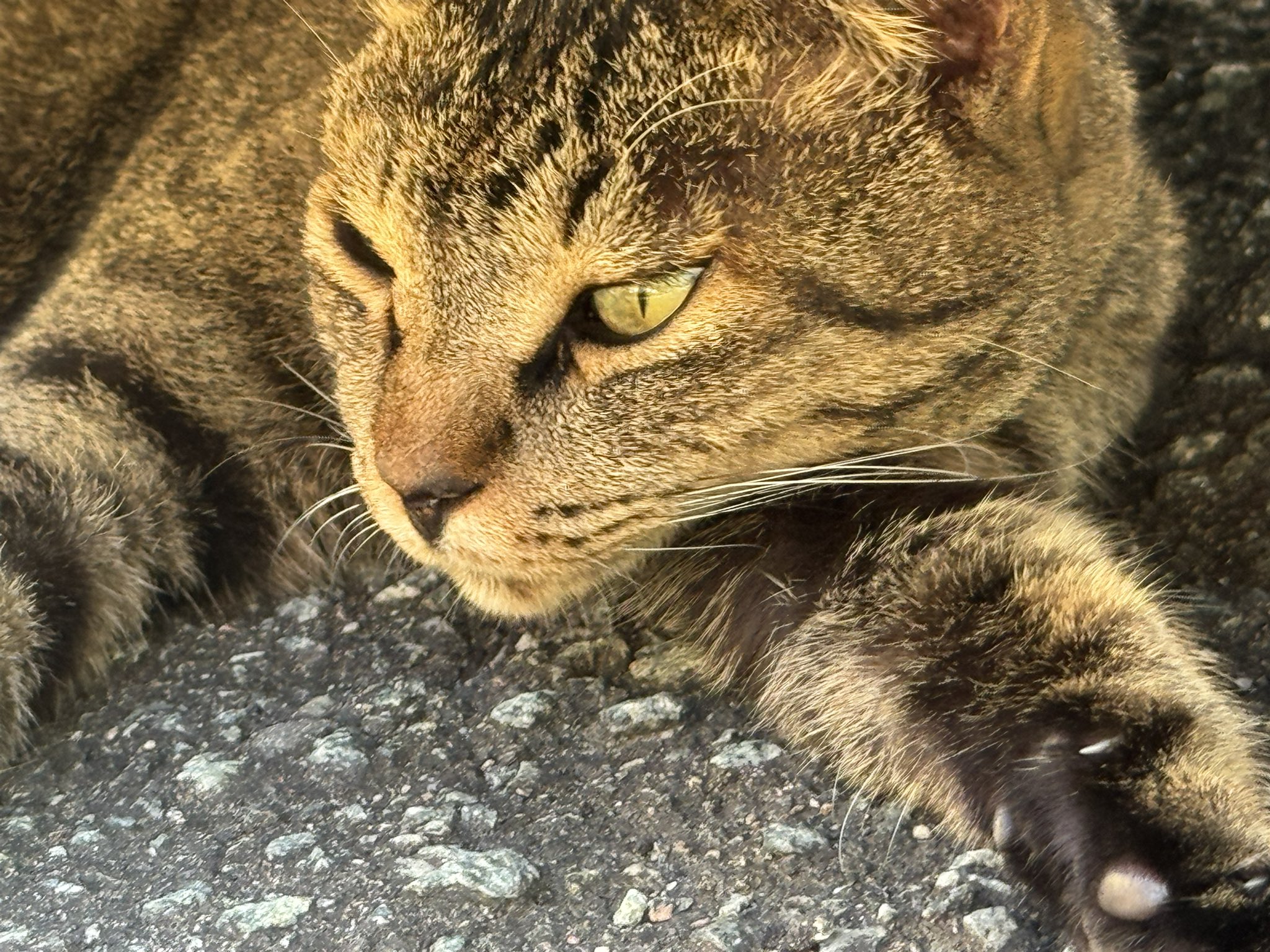ねこねこ motohiko sakaguti on X: 