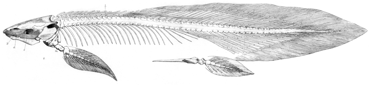 BVisigodo's tweet photo. Was sketching this idea when i remember that lungfishes also dont have anal fins, meaning that both Dipnomorpha and Tetrapodomorpha lose their anal fins independently, what bunch of little weirdos:)
#paleoart #tiktaalik #lungfish #fish https://t.co/k5BE0vZNJj