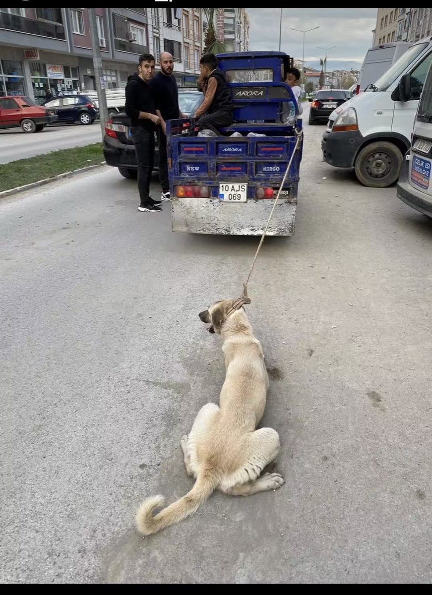 Terk ettik, aç bıraktık, zulüm ettik, öldürdük, "Dost" kalmaktan vazgeçmediler. Onlar hep köpek oldu biz "İnsan" olamadık