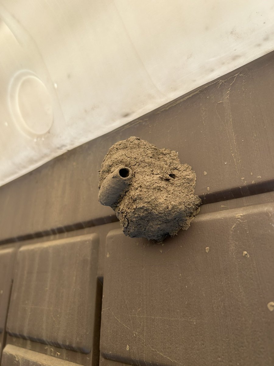 へんなドロバチの巣。
#ドロバチ