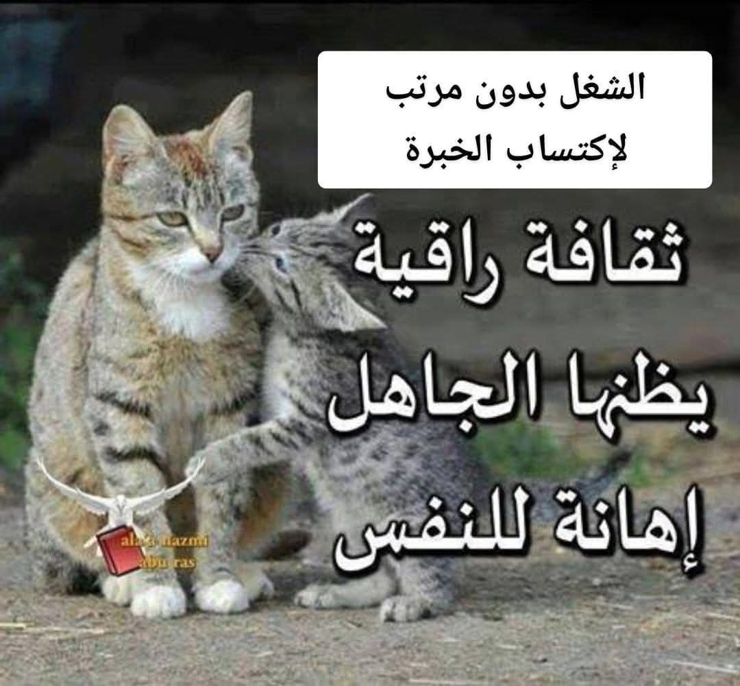 الHr أول ما يلمح كلمة fresh graduated في الCV