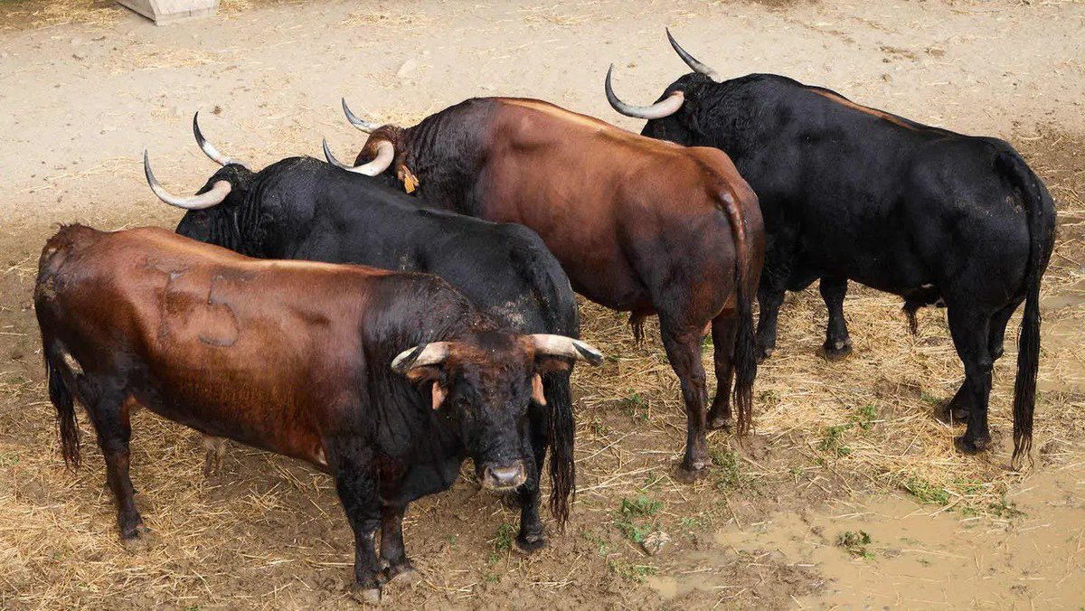 Valor, emoción y toros con verdad en el XI concurso de recortes de Villaseca de la Sagra  El toro de la final fue sobrero en San Fermín.  Aquí no se juega: aquí se siente.Día 8 de Agosto en @villaseca__toros!! 
Ven a vivirlo!! Que no te lo cuenten!! #villasecadelasagra #recortes