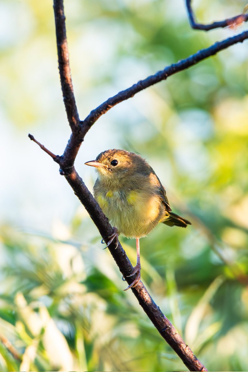 Female Common Yellowthroat