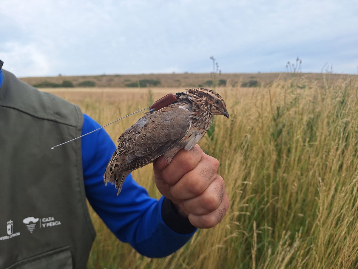 ✅ MEDIO AMBIENTE

➡️ El <a href="/gobjccm/">Gobierno de Castilla-La Mancha</a> renueva la colaboración con la <a href="/FedCazaCLM/">Federación Caza CLM</a> para favorecer la gestión cinegética en tres cotos en montes de utilidad pública ubicados en la provincia de Ciudad Real y pertenecientes a la Junta de Comunidades

🔗 castillalamancha.es/node/406041