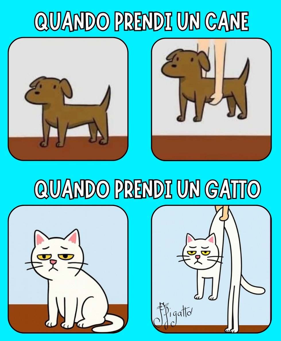 LA DIFFERENZA TRA CANE E GATTO