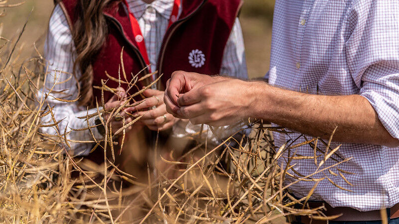 Discover why pod shatter resistance is a must-have trait in oilseed rape varieties for 2025. Learn how UK growers like Richard Brewis are protecting yields with LG hybrids. 

bit.ly/458JCE5