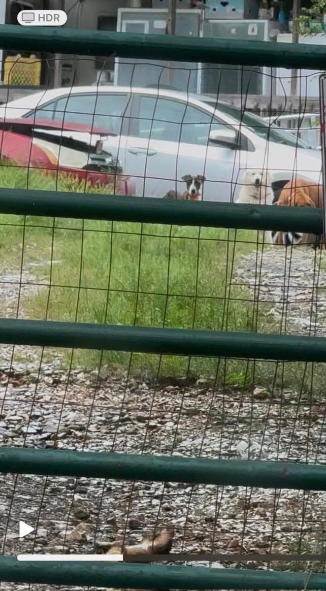 BismarckRobin's tweet photo. Welcome to @SarahHuckabee @RepWesterman and @SenTomCotton's Arkansas. Starving dogs, starving kids, no resources. #Arkansas #SarahHuckabee #BruceWesterman #TomCotton https://t.co/Ls46b3mtFA