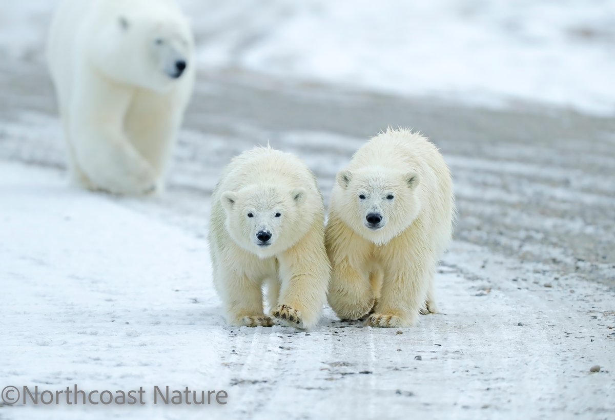Polar Bear Cubs. Kaktovic. Arctic Alaska. <a href="/CanonUKandIE/">Canon UK and Ireland</a> <a href="/mcaleese_anne/">YpamAnnie</a> <a href="/barrabest/">Barra Best</a> <a href="/frances_black/">Frances Black</a> <a href="/VeighDermot/">dermot Mc Veigh</a> <a href="/davidquinneymee/">David Quinney Mee (he/him)💙</a> <a href="/EddieMc1981/">Edward McGuigan</a> <a href="/JakkiMoores/">Jakki Moores 📸</a>