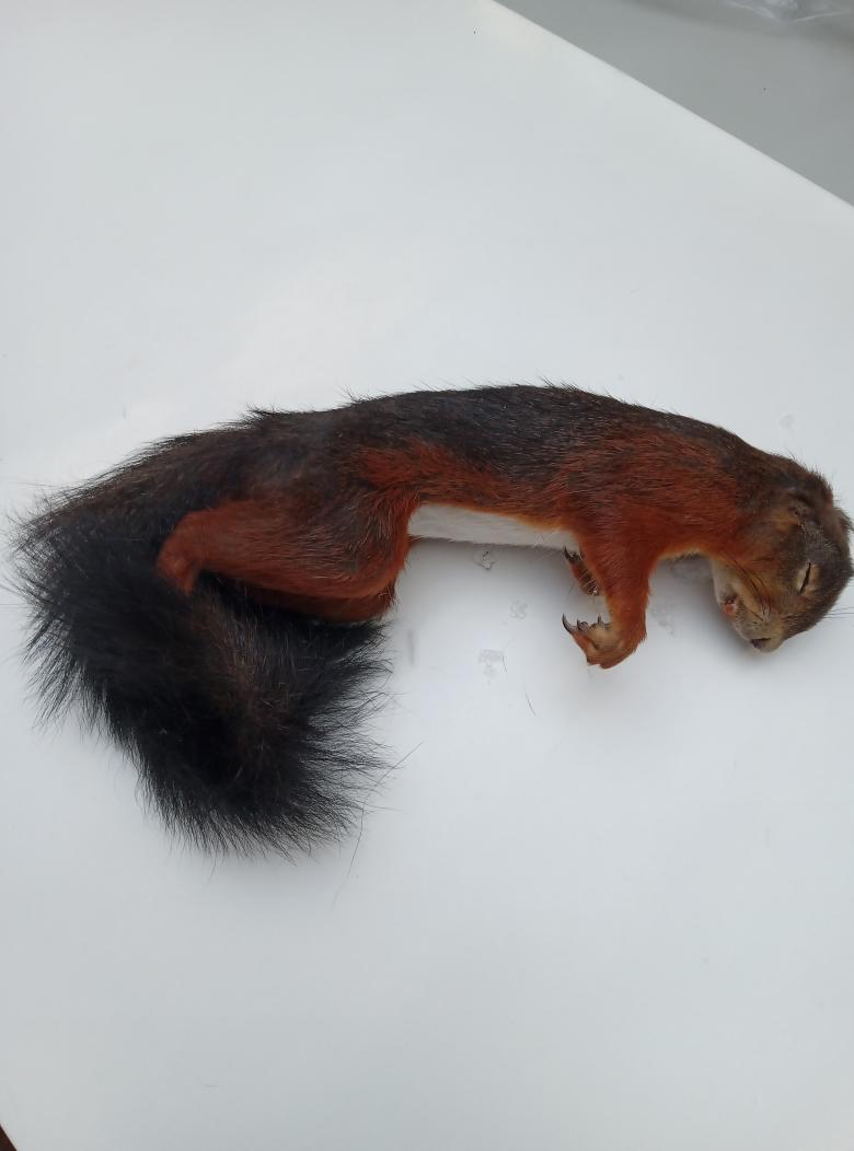 🧬 Just finished sampling 200 red squirrel carcasses from Anglesey: part of a long-term genetic study tracing changes since 1983. Tiny squirrels, big data. #ConservationGenetics #RedSquirrels #Anglesey
