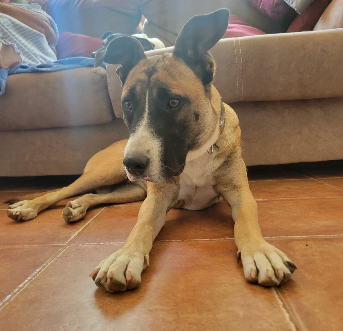 #madrid
CLARITA cachorra mestiza ABANDONADA a su suerte Busca familia que NO vuelva a traicionarla 
Es juguetona y buenisima 
Tiene 8 meses 
Sociable con niños,🐶🐱
Se entrega chipada,vacunada,desparasitada y CON compromiso de castracion  
CONTACTO📩 facenuevavida@gmail.com