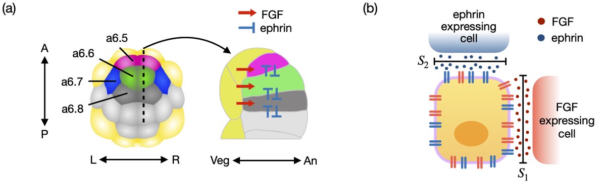 Under geometric constraints, ascidian embryos maximize information transmission to establish the neural cell fate by tuning surface contact areas, enabling distinct neural fates despite uniform signal levels.

go.aps.org/44p0Lu6