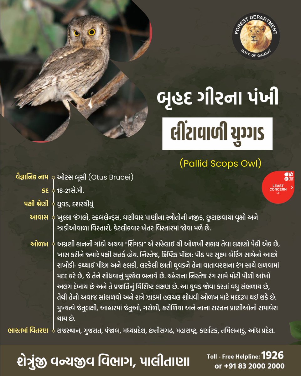 Shetrunjay Wildlife Division, Palitana (@shetrunjaywild1) on Twitter photo 🌿 બૃહદ ગીરના પંખી 🌿
લીંટાવાળી ચુગ્ગડ
<a href="/PMOIndia/">PMO India</a> <a href="/narendramodi/">Narendra Modi</a> <a href="/CMOGuj/">CMO Gujarat</a> <a href="/Bhupendrapbjp/">Bhupendra Patel</a> <a href="/mukeshpatelmla/">Mukesh Patel</a> <a href="/Mulubhai_Bera/">Mulubhai Bera</a> <a href="/GujForestDept/">GujaratForestDept</a>
#PanderiyaNatureCamp #ForestGujarat 🌿 બૃહદ ગીરના પંખી 🌿
લીંટાવાળી ચુગ્ગડ
<a href="/PMOIndia/">PMO India</a> <a href="/narendramodi/">Narendra Modi</a> <a href="/CMOGuj/">CMO Gujarat</a> <a href="/Bhupendrapbjp/">Bhupendra Patel</a> <a href="/mukeshpatelmla/">Mukesh Patel</a> <a href="/Mulubhai_Bera/">Mulubhai Bera</a> <a href="/GujForestDept/">GujaratForestDept</a>
#PanderiyaNatureCamp #ForestGujarat