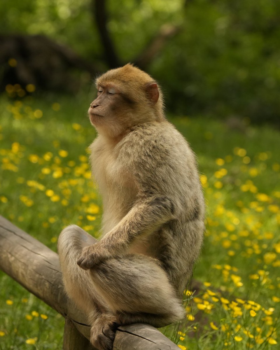 Trentham Monkey Forest tweet media