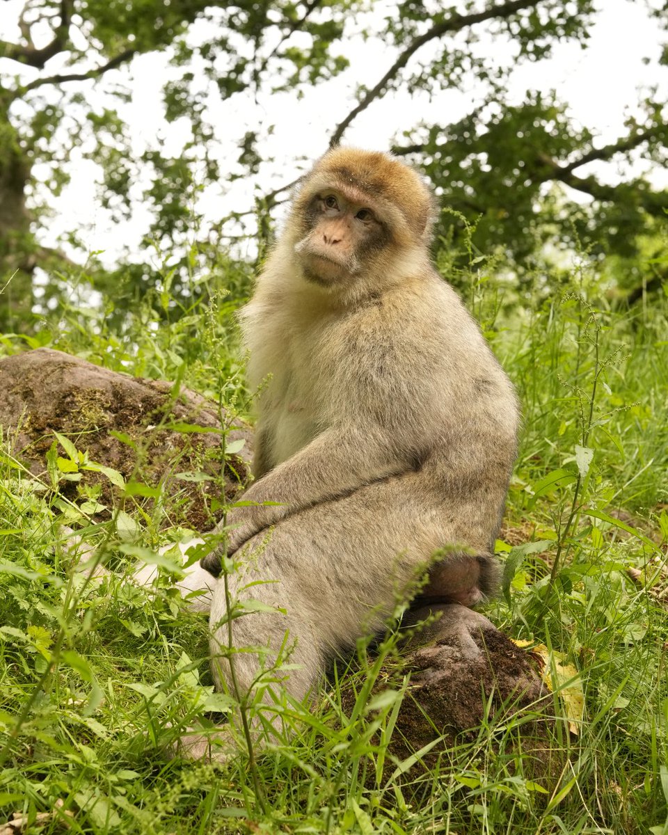 Trentham Monkey Forest tweet media