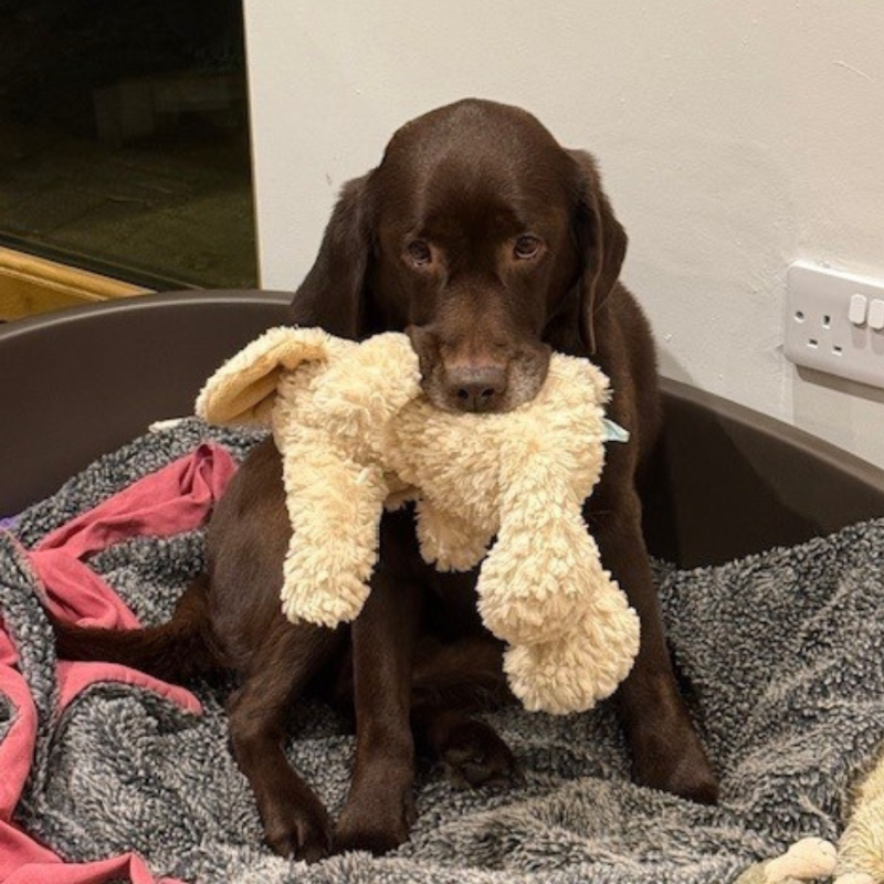 It’s National Dog Day! We love our pooches at Eastern Financial Consultants, but can you guess who’s dog is who’s?
