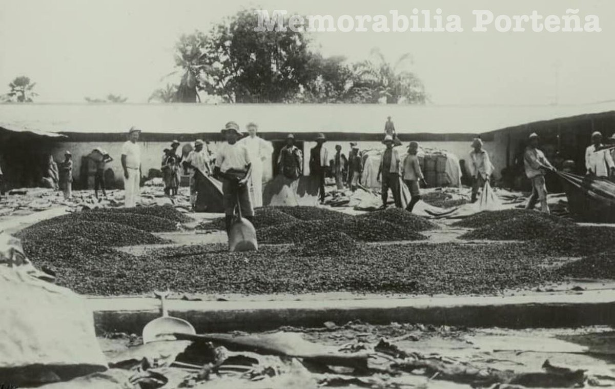 Memorabilia Porteña: Secado del cacao en una hacienda del puerto. Fotografía de Franz Otto Koch, 1910-1920. Fuente: Deutsche Fotothek.