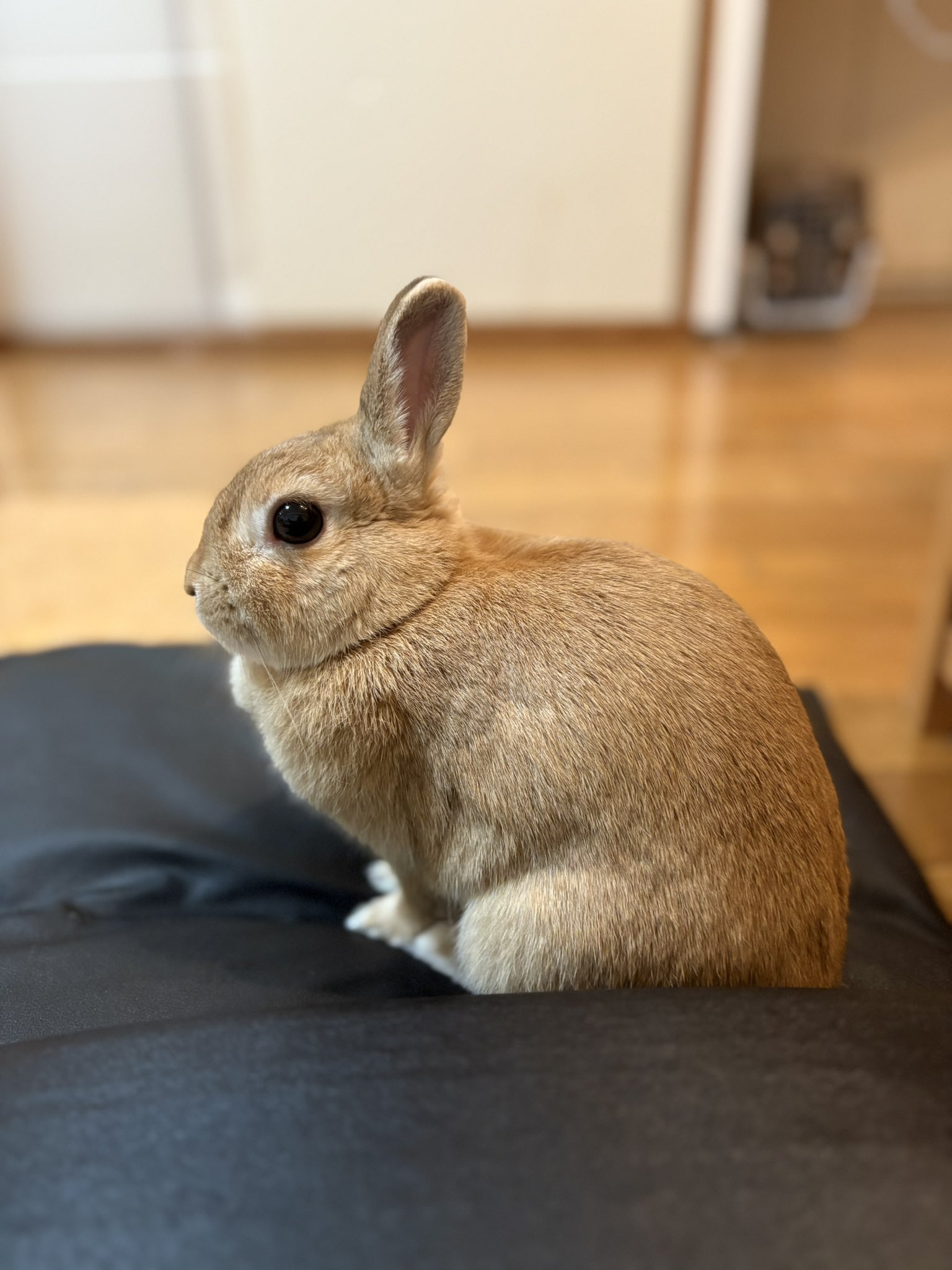 まるうさぎさま おまとめ2点 オーガンジードッキングプルオーバー ごま🐰(飼い主:あるじ) on X: