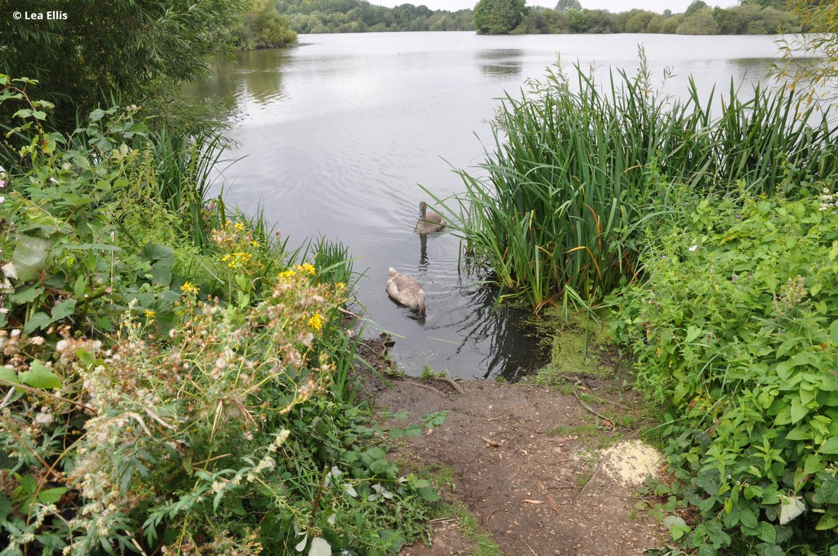 Herts & Middlesex Wildlife Trust (@hmwtbadger) on Twitter photo 🌊 Summer holiday plans? We’ve got you covered!
Join us at Stocker’s Lake for free hands-on wildlife fun — explore pond life, discover wetland plants and meet mini-beasts!
📅 31 Jul & 5 , 7, 12 Aug
⏰ 11am-3pm
📍 Rickmansworth
More info 👉 hertswildlifetrust.org.uk/events 🌊 Summer holiday plans? We’ve got you covered!
Join us at Stocker’s Lake for free hands-on wildlife fun — explore pond life, discover wetland plants and meet mini-beasts!
📅 31 Jul & 5 , 7, 12 Aug
⏰ 11am-3pm
📍 Rickmansworth
More info 👉 hertswildlifetrust.org.uk/events
