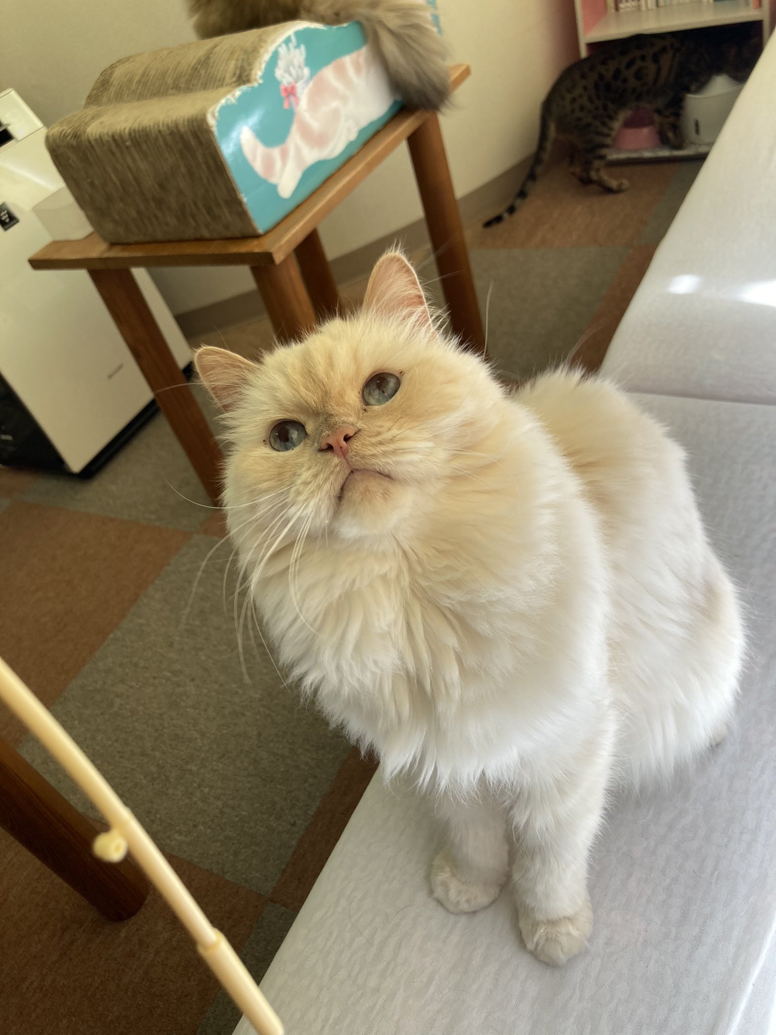カフェねこ Cat Café MOFF 神奈川県初出店！GWはネコまみれ！『Cat Café