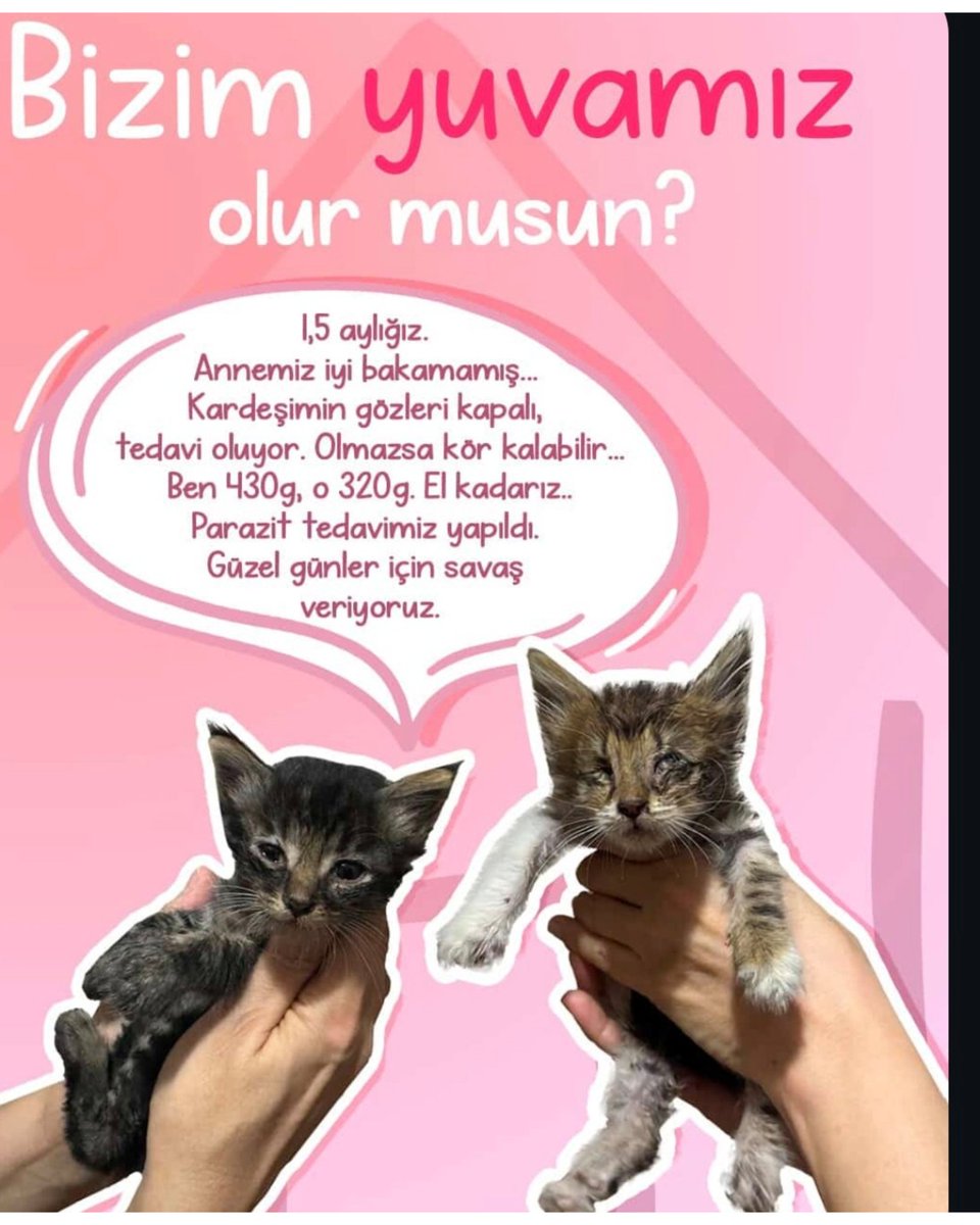 Selam, ilan paylaşmanızı rica edebilir miyim? 

1,5 aylıklar. Anneleri pek iyi bakamamış. Birinin gözleri tamamen kapanmış 1 hafta antibiyotikli ilaç sonrası gözlere yeniden bakılacak. Düzelme yoksa ameliyat ettireceğim İstanbul  İletişim:5308775990
@pinarcips
