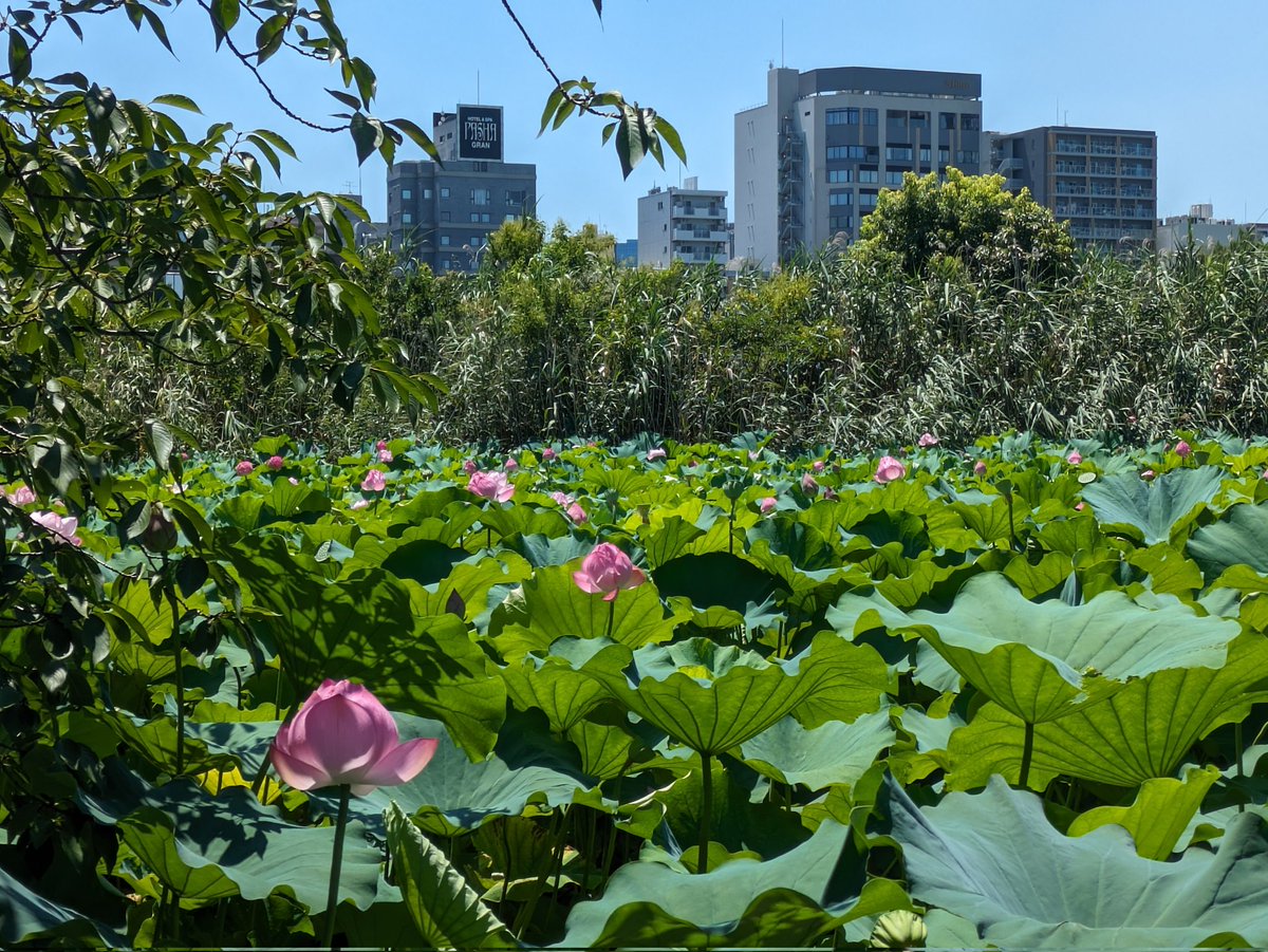 ako4119's tweet photo. 行ってきました東京ドームと不忍池時間が遅かったかな https://t.co/lIDoH53787