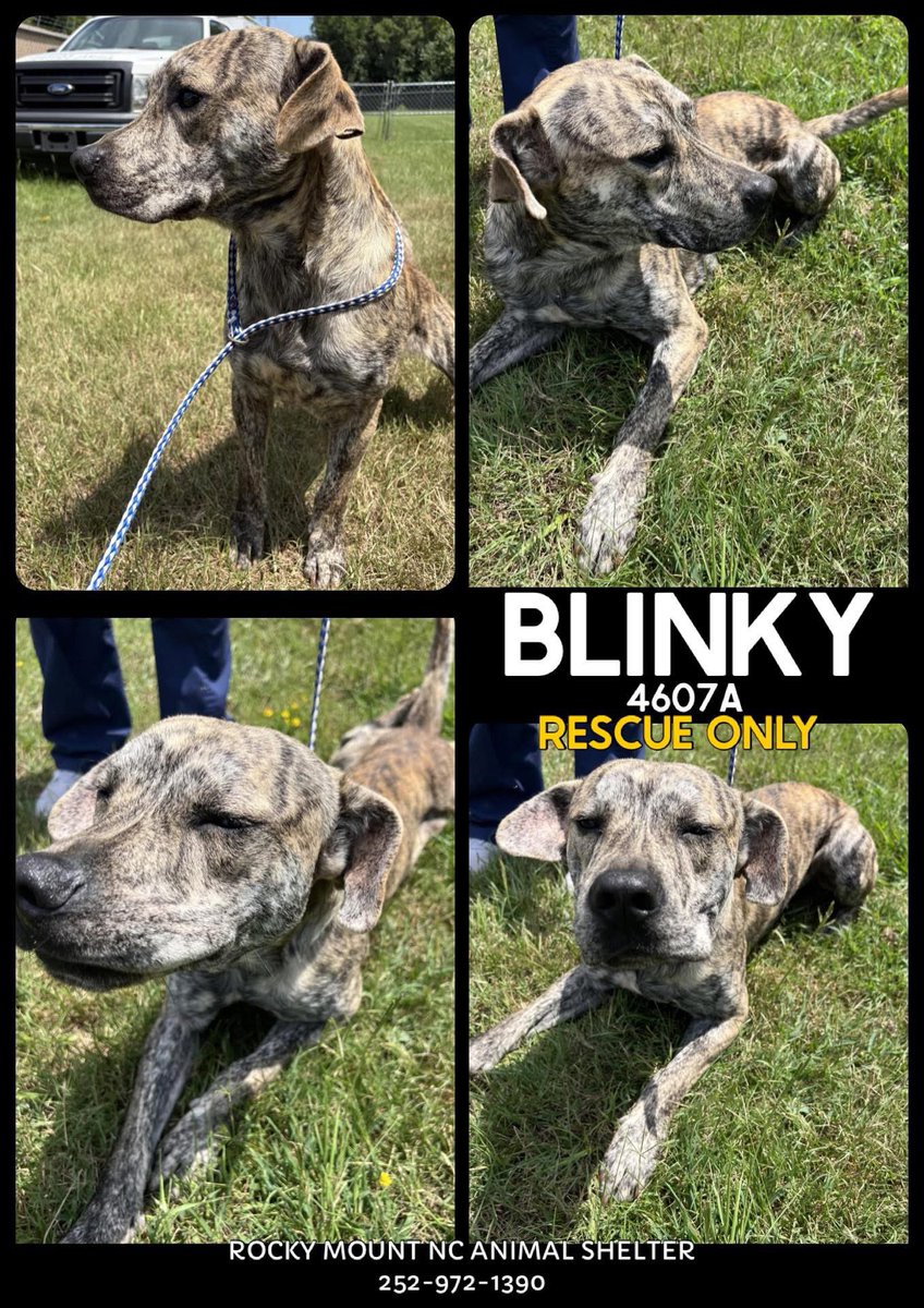 🐶 BLINKY 😍 #4607A is looking for a foster &amp; rescue in #RockyMount #NC to help him find a forever family 🙏🏽🏡♥️ OMg look at him… 🫠 Blinky is 45lbs affectionate, brave, curious &amp; playful! He’s very sweet &amp; loves to lay out in the ☀️ Please help Blinky. He needs pledges &amp; a