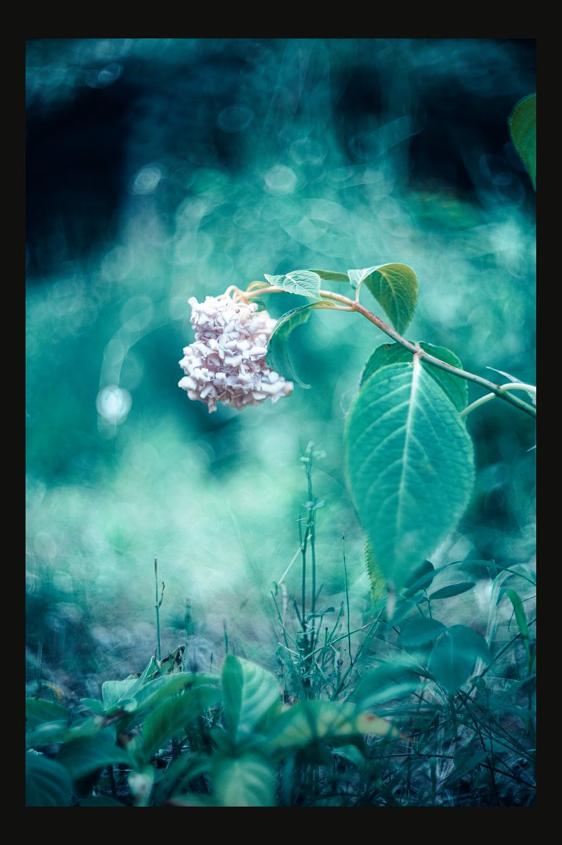 兵器開発に使われた軍事用レンズで撮る花、すぐに崩れてしまいそう
危うげな儚さ