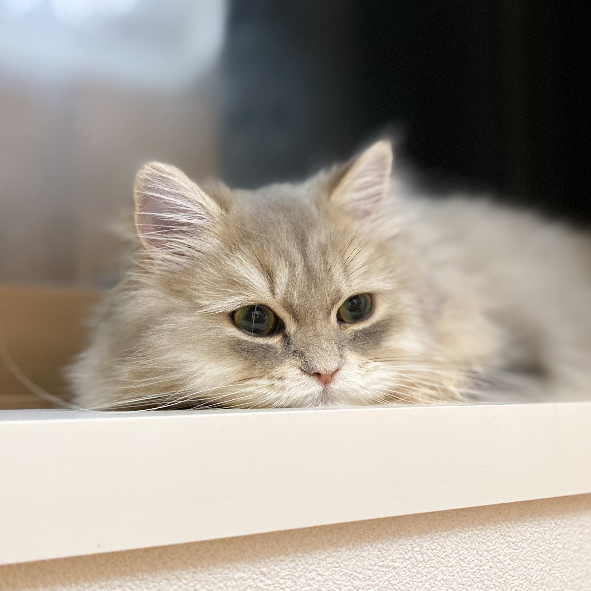 コロねこ コロネとモフモフにゃんず on X: 