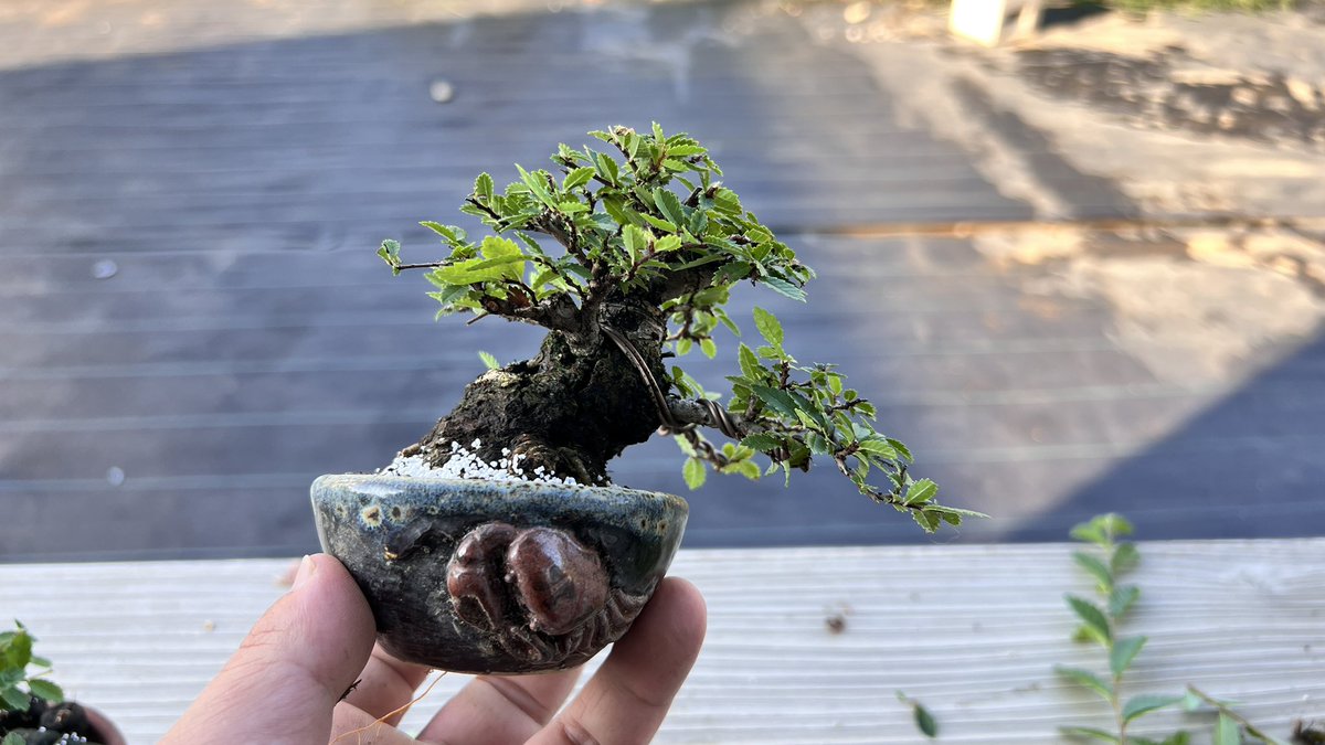 BONSAI BOSSA🪴 (@bonsaibossa) / X