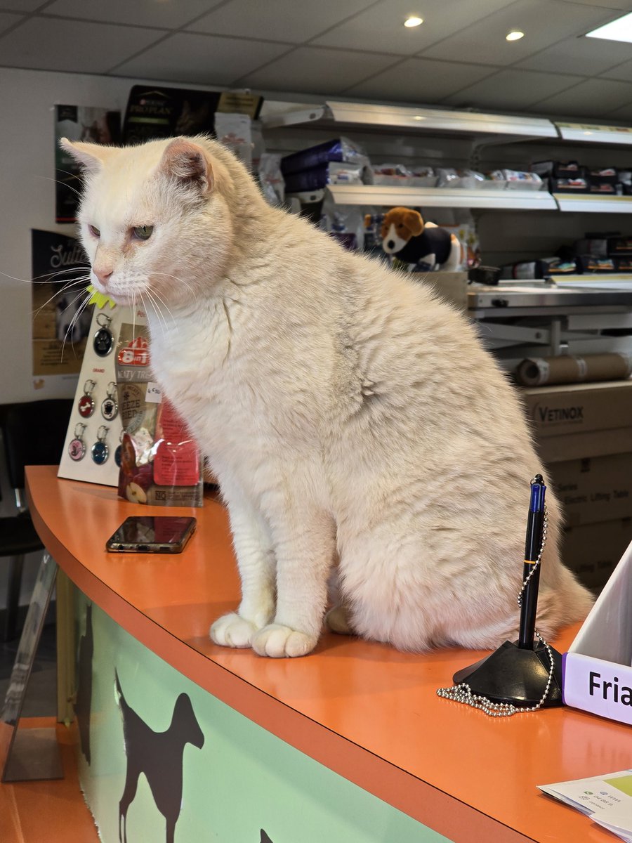 У нас в ветклинике новый секретарь. Назначит рандеву, примет оплату, посоветует вкусни для котов.