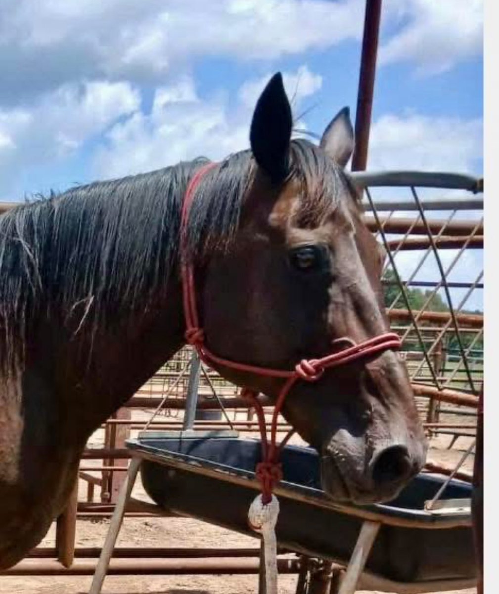 ❤️‍🩹Pretty Pearl is tagged and chipped to ship to slaughter Thursday Night—tomorrow! Her donations have been slow; we’ve just had so many to try to save. Let’s save her together. Donate and Share TODAY! Thank you. ❤️‍🩹9️⃣4️⃣9️⃣ paypal.com/donate?campaig…