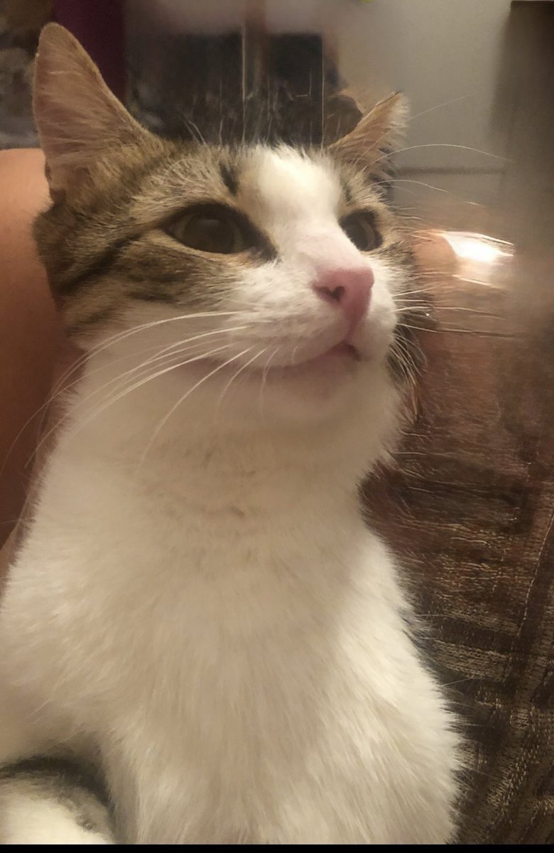 Hansel ve kıreter diye iki kedi varmış yaş mamikden yapılmış efe kabak atmışnar ne güsel masal bu