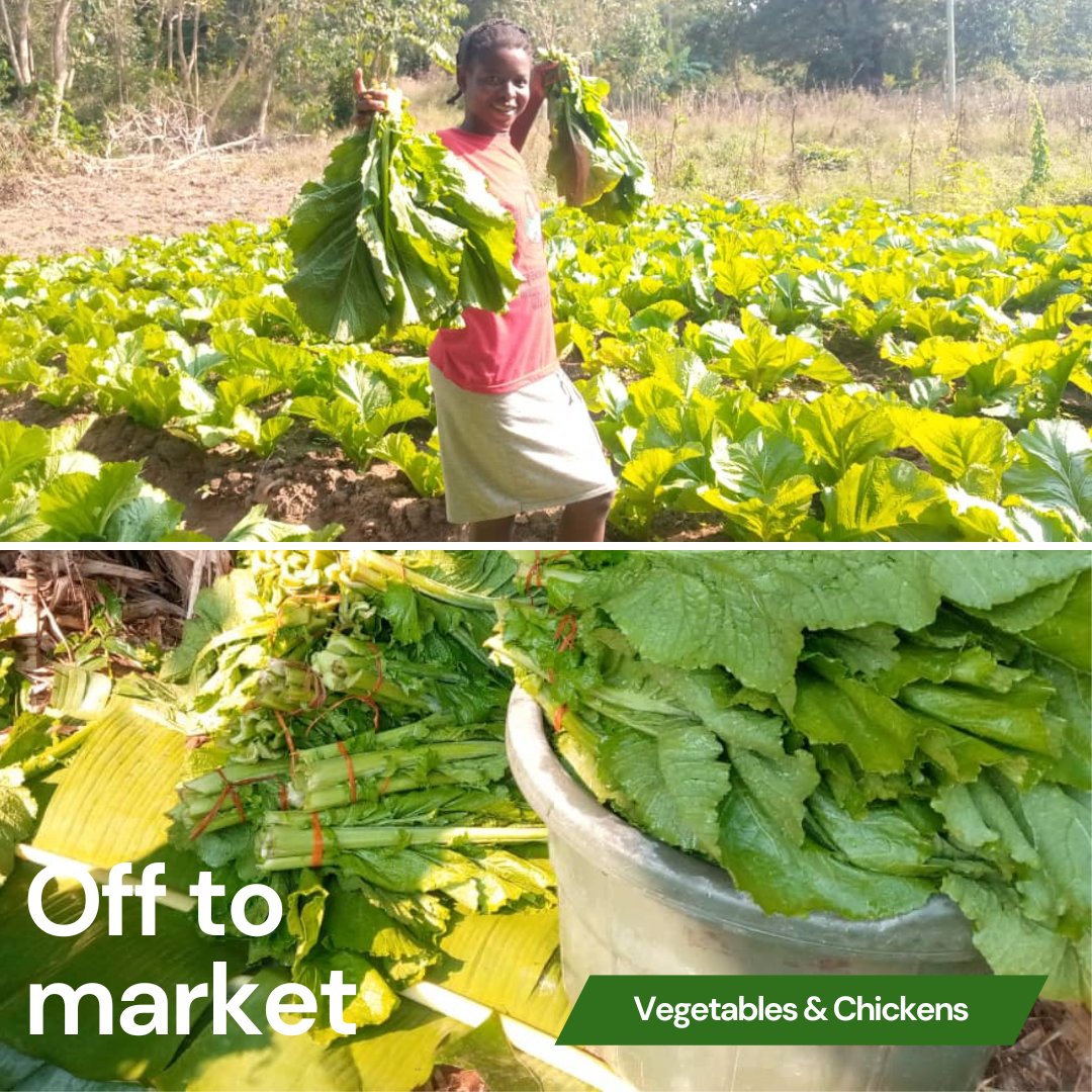 Growing vegetables is a brilliant way to generate funds to set up chicken businesses in #Malawi. This year we are running a pilot project with existing groups from other projects to see if this can be an income-generating activity for them too.

#farming #sustainabledevelopment