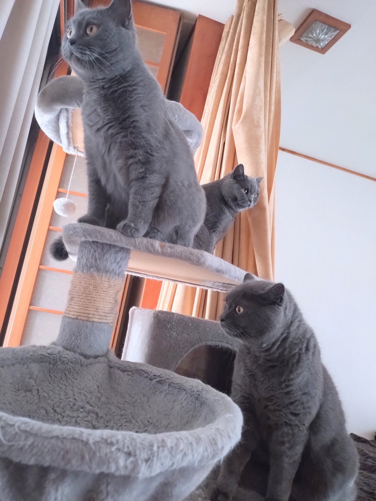 ねこ Amazon.co.jp: solaay 【サイズ：穴8mm×幅40cm×長さ8m】猫