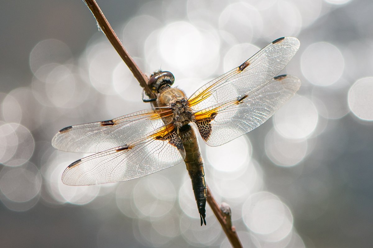Four-spotted Chaser (Vierflecklibelle) at the water in Germany
