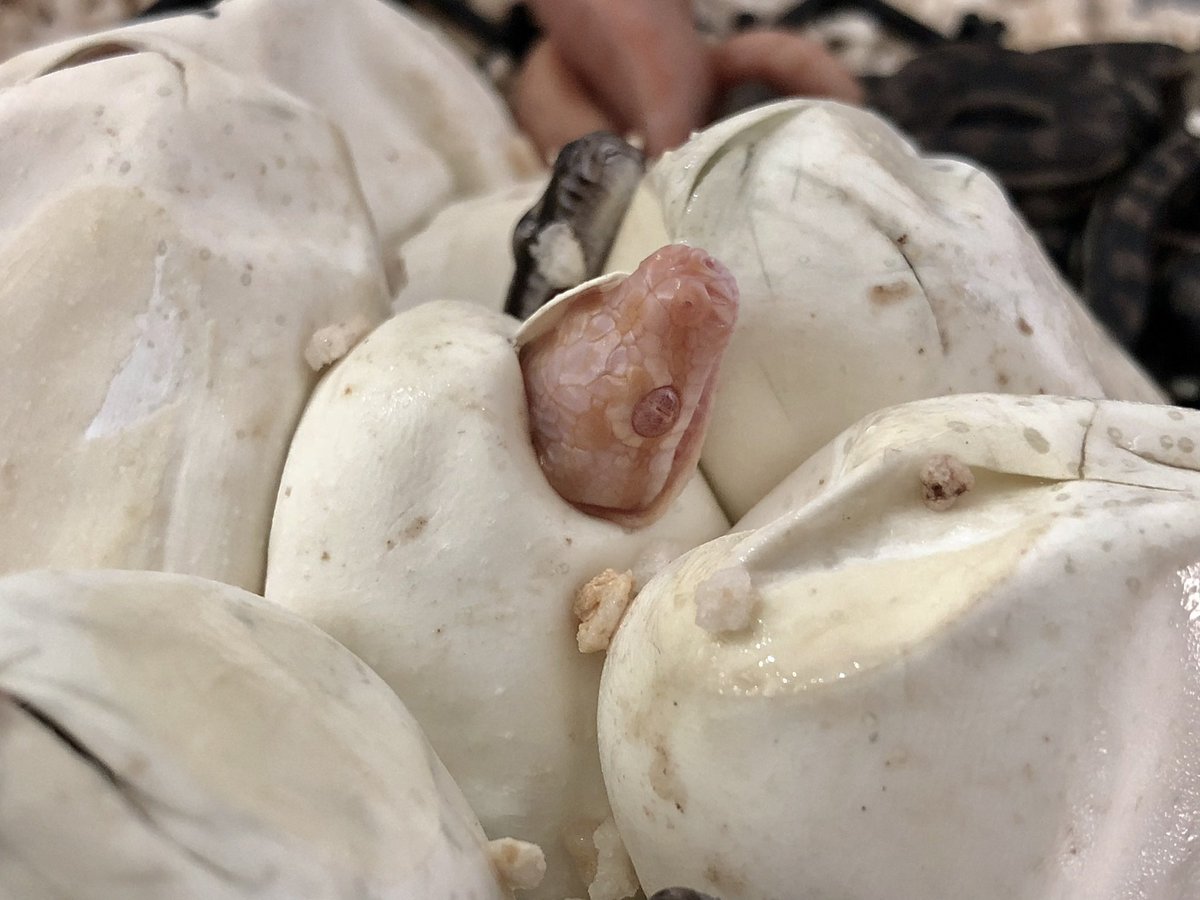 miyanosyouten's tweet image. UPYTHONSの地獄のオファーのお時間です。
今日も来客と問い合わせとオーダー有り難いです。
気遣いが出来る素敵な方々ばかりで自分は恵まれていますm(_ _)m
邪念無く本質的に個体を選定致しますので遠慮なく宮野使って下さいませ!
#カーペットパイソン #ukpythons