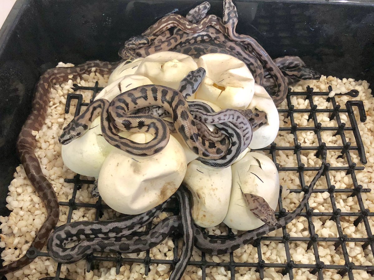 miyanosyouten's tweet image. UPYTHONSの地獄のオファーのお時間です。
今日も来客と問い合わせとオーダー有り難いです。
気遣いが出来る素敵な方々ばかりで自分は恵まれていますm(_ _)m
邪念無く本質的に個体を選定致しますので遠慮なく宮野使って下さいませ!
#カーペットパイソン #ukpythons