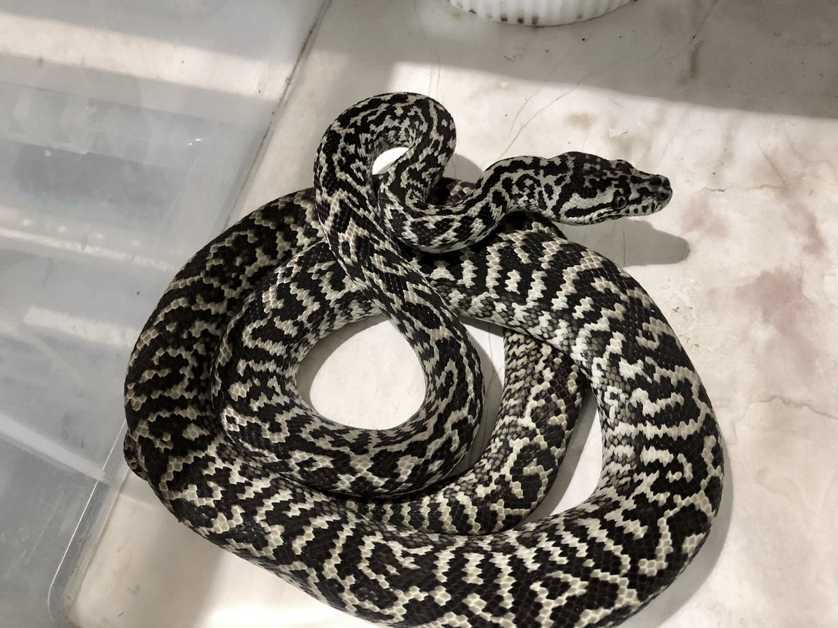 miyanosyouten's tweet image. UPYTHONSの地獄のオファーのお時間です。
今日も来客と問い合わせとオーダー有り難いです。
気遣いが出来る素敵な方々ばかりで自分は恵まれていますm(_ _)m
邪念無く本質的に個体を選定致しますので遠慮なく宮野使って下さいませ!
#カーペットパイソン #ukpythons