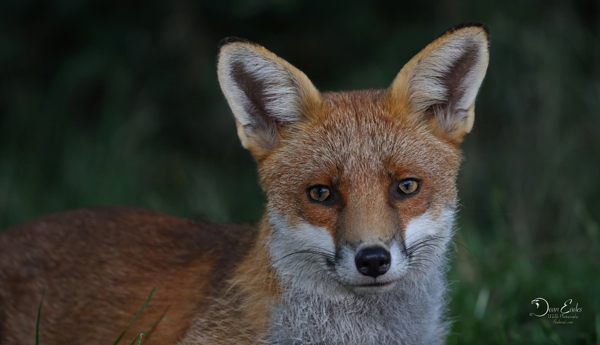 Fox
BirdMad.com 
<a href="/Natures_Voice/">RSPB</a> <a href="/CanonUKandIE/">Canon UK and Ireland</a> <a href="/SLArchive/">South Lincs Archive</a> <a href="/LincsWildlife/">Lincs Wildlife Trust</a> <a href="/BBCRadioLincs/">BBC Lincolnshire</a> <a href="/FoxNews/">Fox News</a> <a href="/Nature/">nature</a> <a href="/nature_org/">The Nature Conservancy</a> <a href="/AnimalPlanet/">Animal Planet</a> <a href="/NatGeoAnimals/">National Geographic Animals</a>