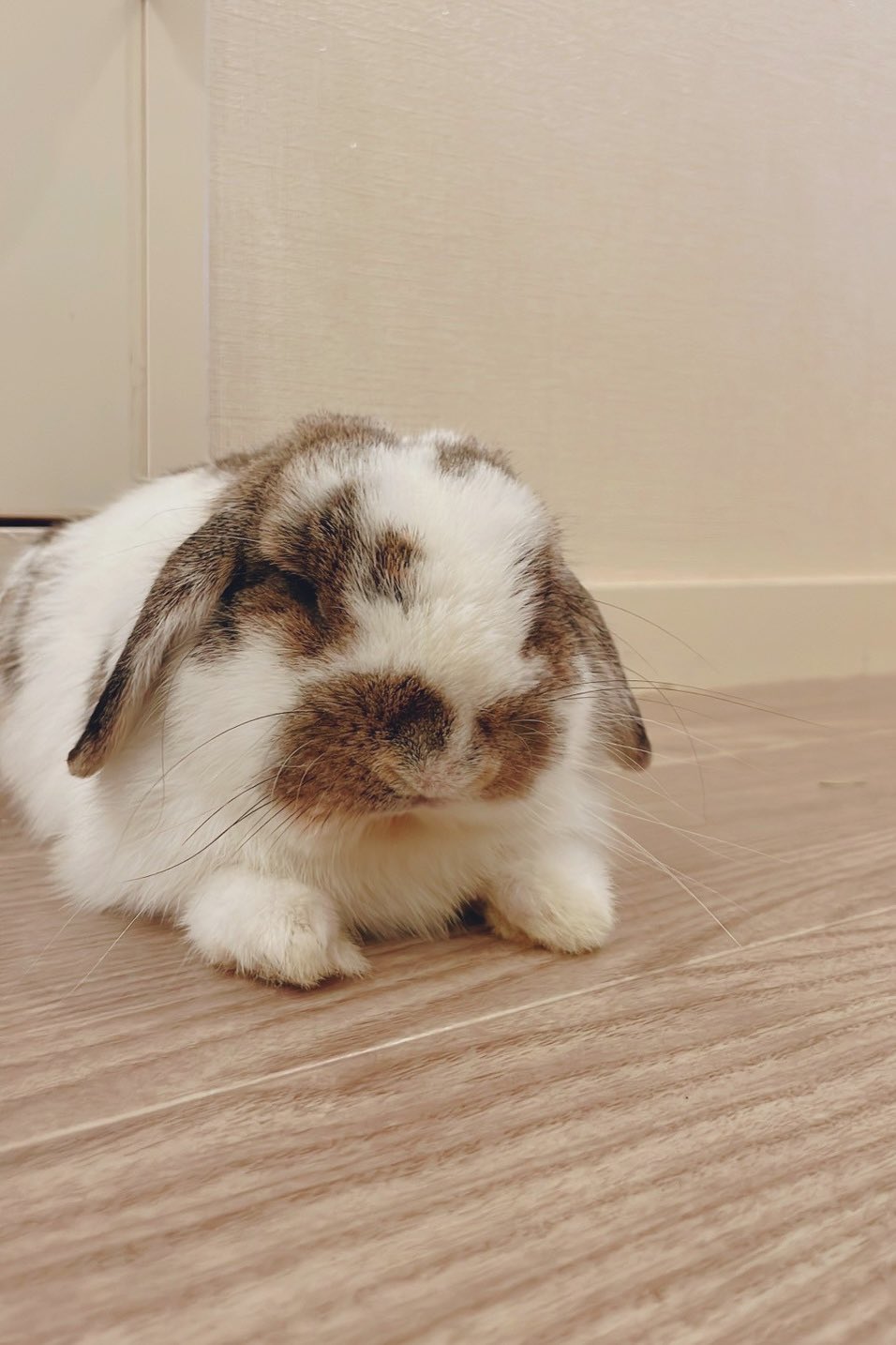 うさぎ様 うさぎのうさじ on X: