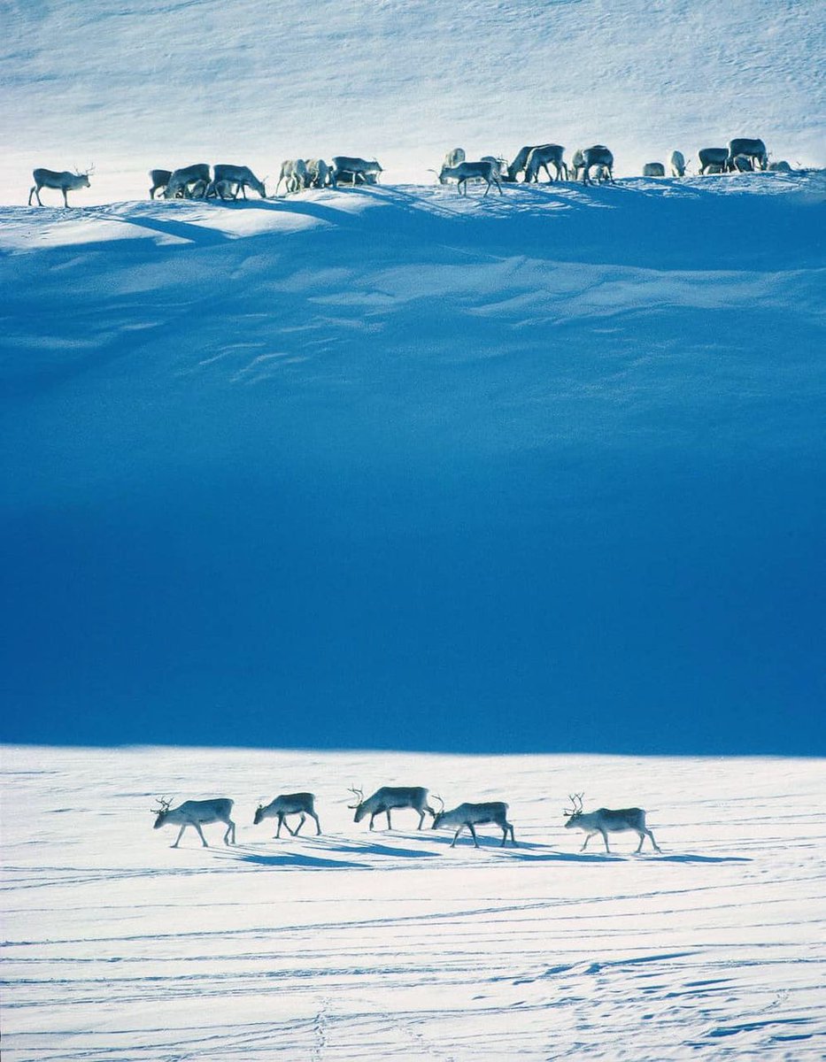 peyton_jon77237's tweet image. Norway