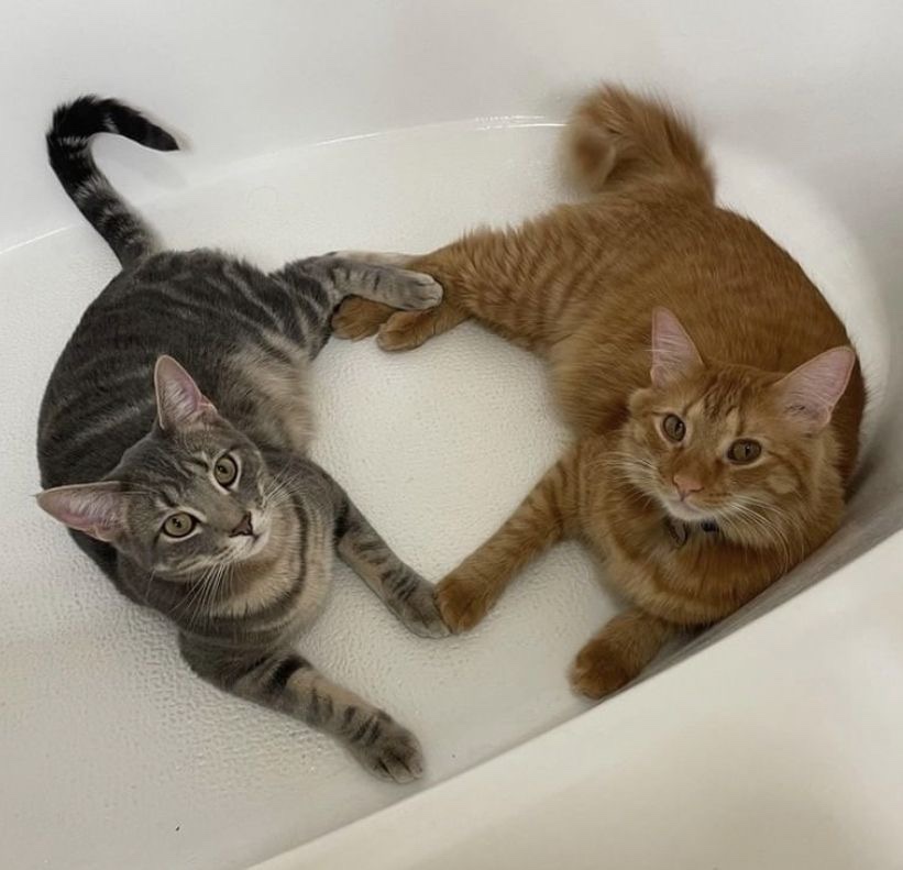 Miaw (@miaw) on Twitter photo 