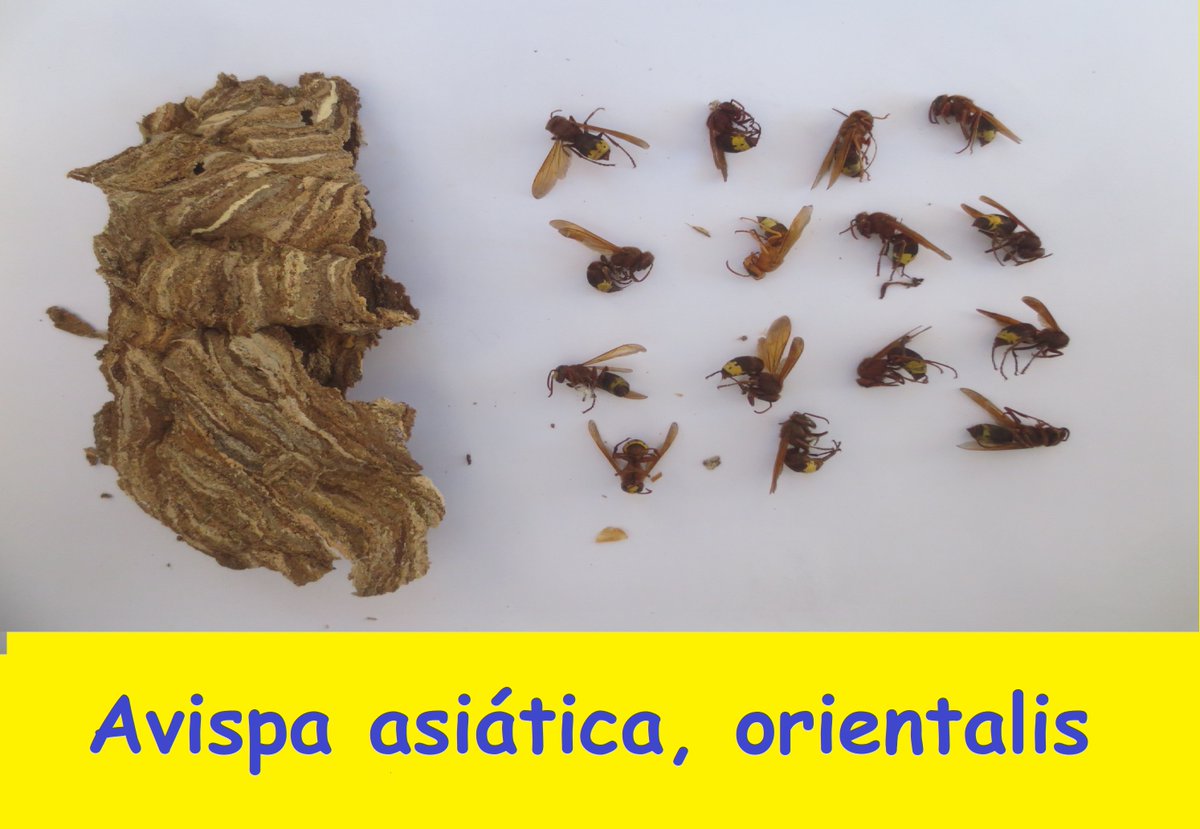 Avispa asiática, orientalis, velutina, cómo eliminar nido.
youtu.be/rAV7-u6JzEw